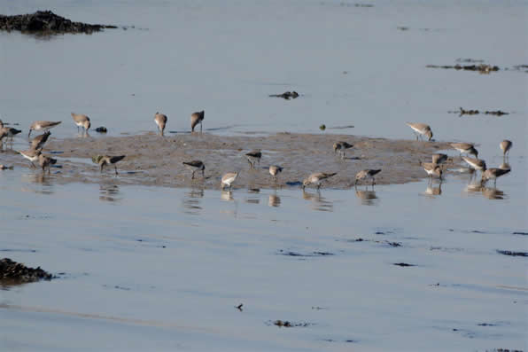 dunlin